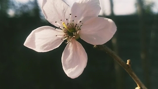 شکوفه گوجه سبز