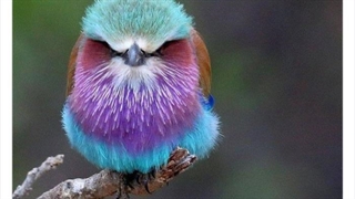 حیوانات عجیب