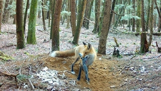 روباه قرمز مادر برای 7 توله‌اش ماهی، مرغ و چیزهای دیگر می‌گیرد