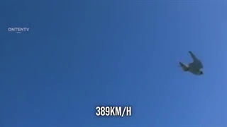 شاهین بحری، شجاعت، وفاداری