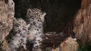 پلنگ برفی، بی نقص ترین گربه سان زمین (1)