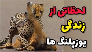 لحظاتی از زندگی یوزپلنگ ها حیوانات حیات وحش آفریقا