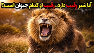 آیا شیر رقیب دارد؟ رقیب آنها کدام حیوانات هستند ....