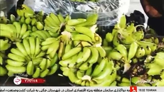 تأمین یک سوم موز مصرفی ایران از زرآباد
