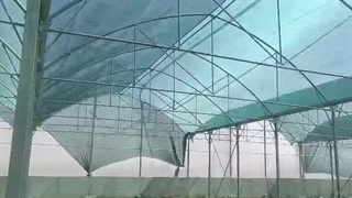 بهترین توری شید گلخانه با ضمانت و ارسال ۰۹۱۱۹۰۹۳۹۲۳