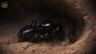 اسرار شگفت انگیز کلونی مورچه ها