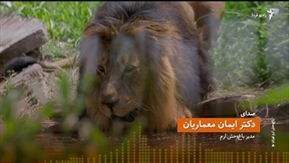 هیرمان، شیر ایرانی از تنهایی درآمد