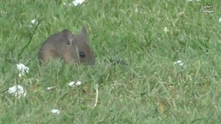 کوچولوی دردسرساز- دنیای عجیب موش ها