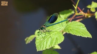 10 تا از خطرناک ترین حیوانات منقرض شده