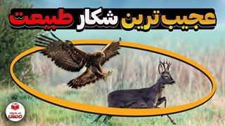 مستند شکار یک آهو توسط عقاب طلایی!