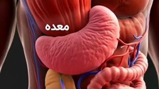 خطر مرغ و گوشت هورمونی