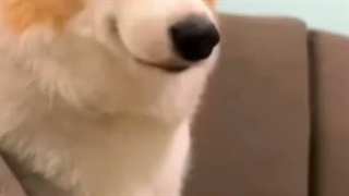 کپ