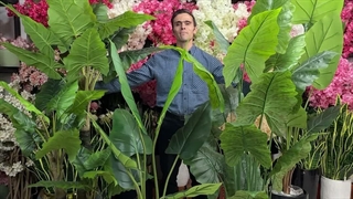 درختچه های باباآدم مصنوعی