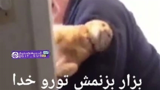 گربه خشمگین