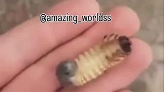 ای تنبل‌ها کپ