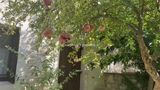 عیدتون مبارک"کپ"