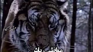 همیشه بهترین ها اول هستن
