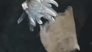 می‌خوام برم ببینمش...