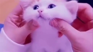 میووووووو