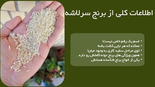 برنج سرلاشه چیست؟ [مزایا معایب مقایسه با بقیه]