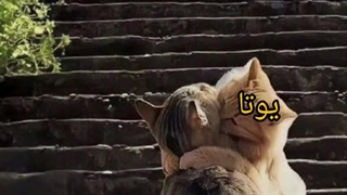 اینم به عشق بمبا(~^~^)~