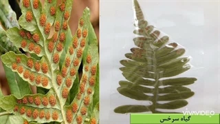 علوم چهارم ابتدایی