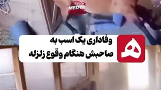 این حرکت عجیب اسب در زلزله ۷.۴ ریشتری ژاپن همه را حیرت زده کرد