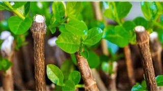 علوم چهارم ابتدایی
