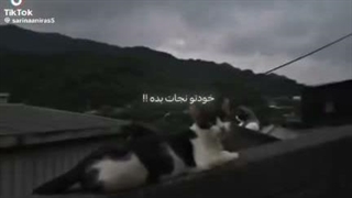 پروفو عوض کردمممم چطورهههههه؟!؟!؟!؟