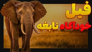 چرا فیل‌ها مست می‌کنن؟! حقیقتی که کسی نمی‌گه!