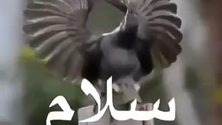 به طبیعت دقت کن