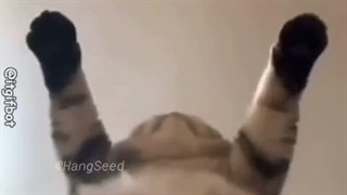 .gif gorbeh