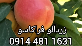 نهال زردآلو فراکاسو در نهالستان مهندس علی ارجمند