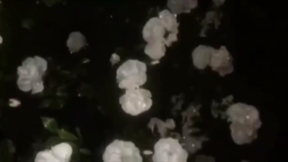 شبتون بخیر