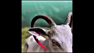 از پاره خندم شد