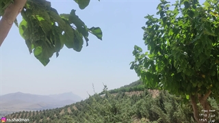 صمد پیوند