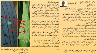 اسلاید برگ و لاستیک ماشین - مجموعه روستا نشین .