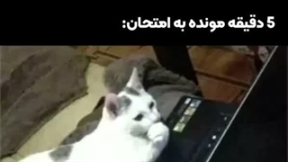 حمایتی برای بابایی و تایچی و یوتا مهمه برید کپشن