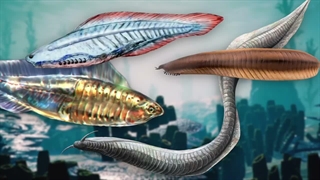 Chordates