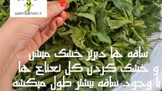 آموزش نعناع خشک شده