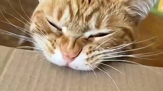 Cat asmr \/_\/