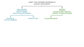 Humoral immunity