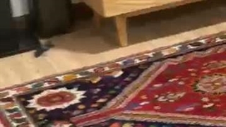 ترسس