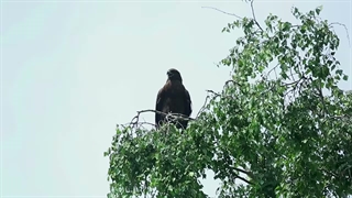 facts about birds