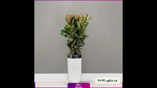 سفارش گل و گیاه برای اتاق مدیریت