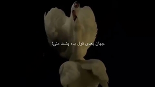 Cap:))))