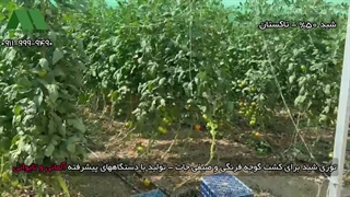 توری شید گوجه فرنگی و صیفی‌جات | 09111119290 بهترین قیمت، خرید مستقیم از کارخانه