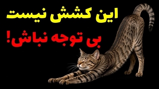 گربه_ت وقتی تو رو می_بینه خودشو کش میده؟ این یه پیام مهمه!