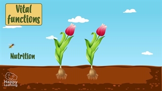 Sexual reproduction