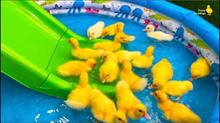 جوجه اردک خنده دار، اردک، خوک، بچه گربه و سگ